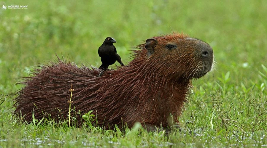 con-gi-to-nhat-the-gioi (10)