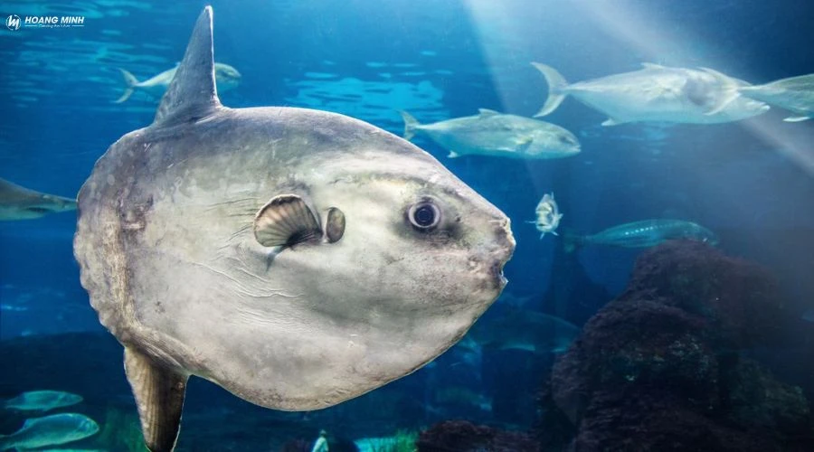 con-gi-to-nhat-the-gioi (11)