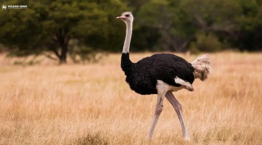 con-gi-to-nhat-the-gioi (13)