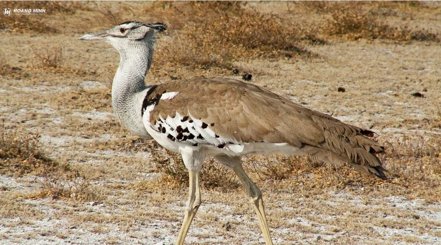 con-gi-to-nhat-the-gioi (14)