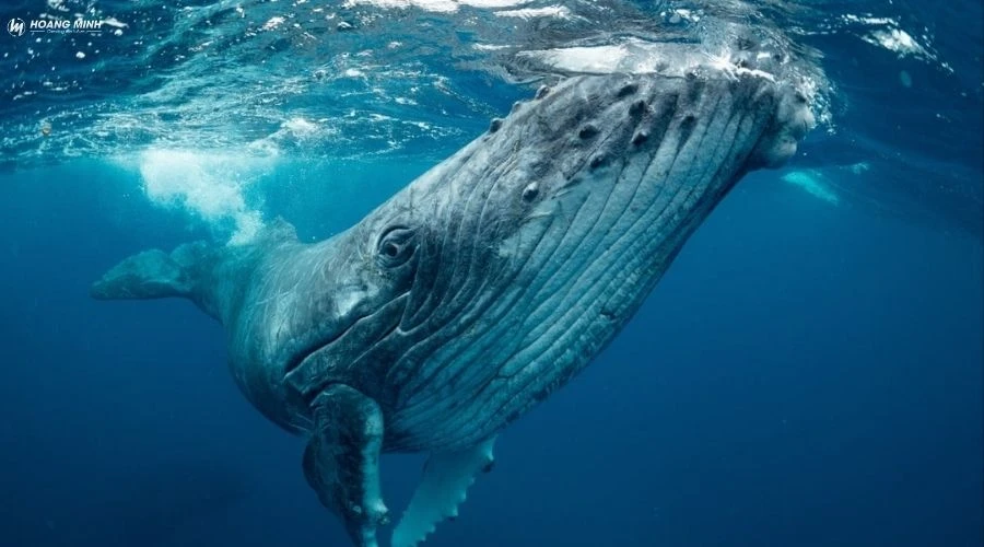 con-gi-to-nhat-the-gioi (2)