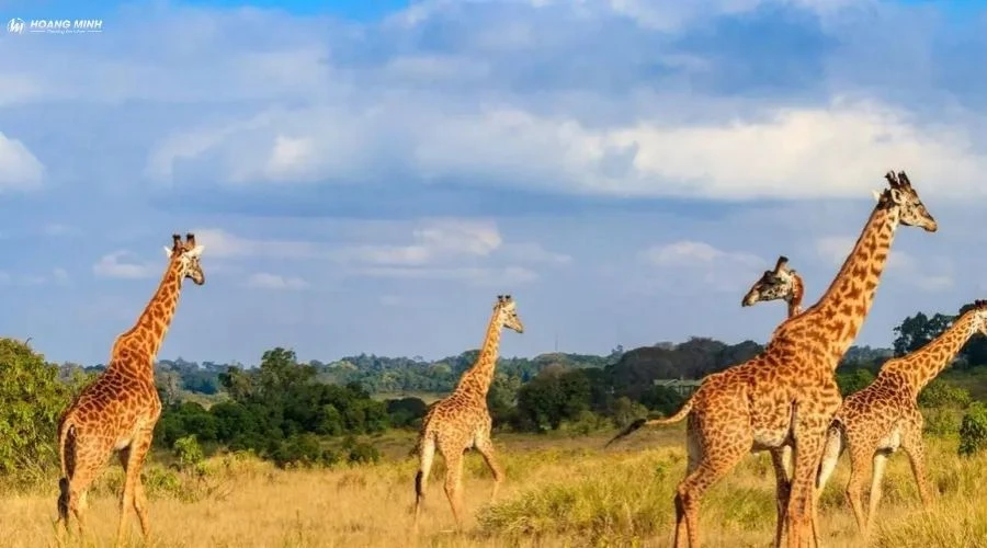 con-gi-to-nhat-the-gioi (4)