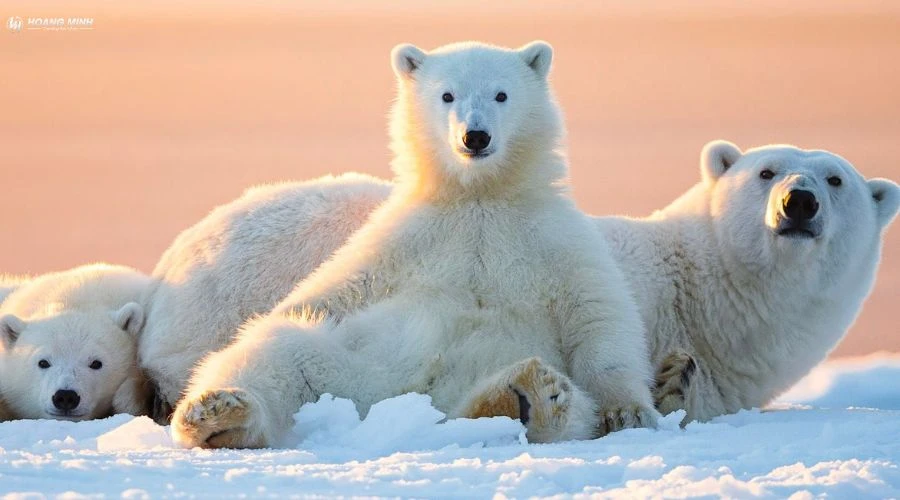 con-gi-to-nhat-the-gioi (6)