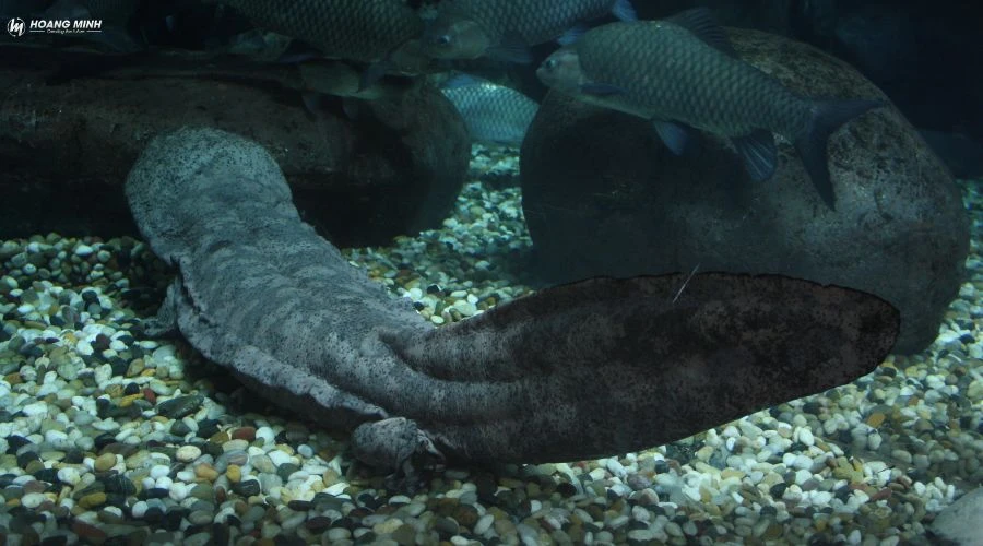 con-gi-to-nhat-the-gioi (8)