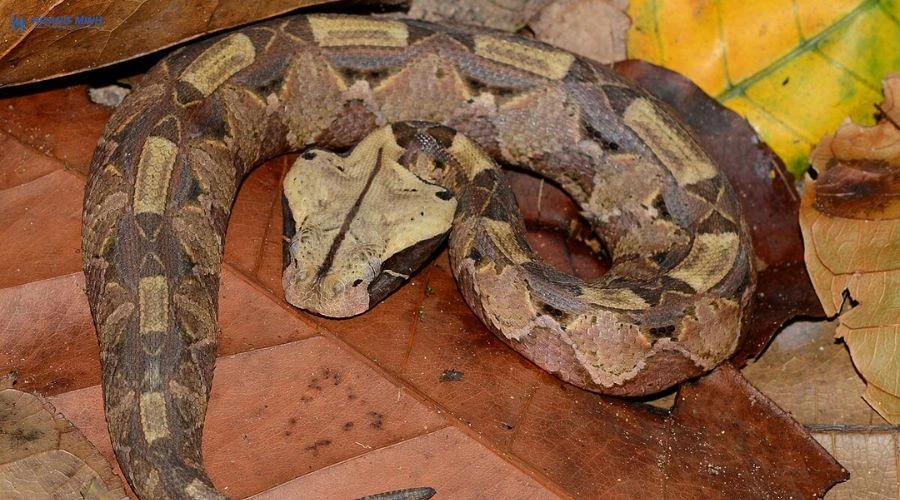 ran-nao-doc-nhat-the-gioi (11)