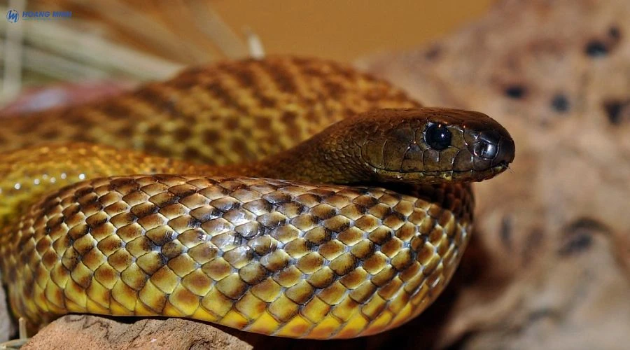 ran-nao-doc-nhat-the-gioi