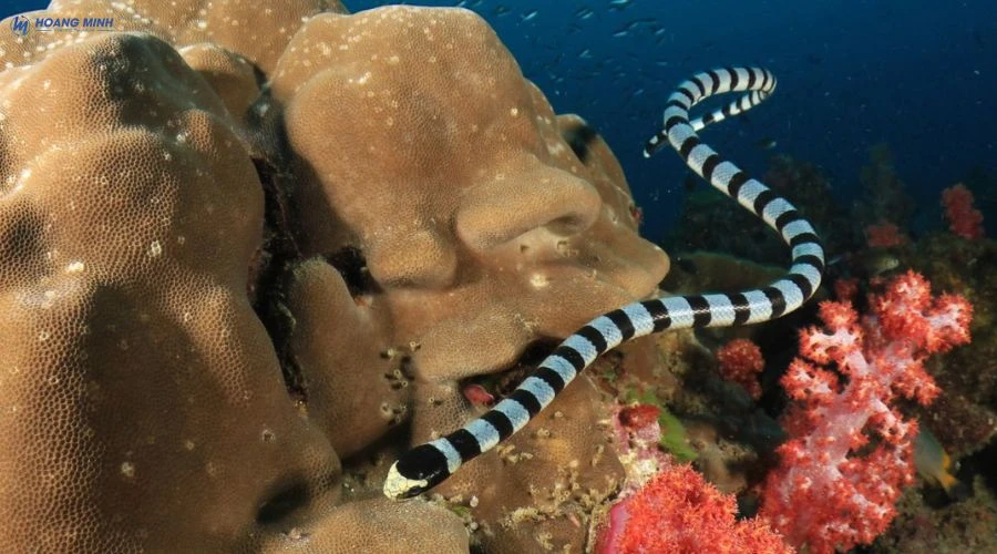 ran-nao-doc-nhat-the-gioi (3)