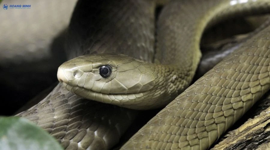 ran-nao-doc-nhat-the-gioi (4)