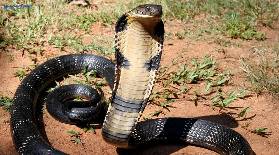 ran-nao-doc-nhat-the-gioi (5)