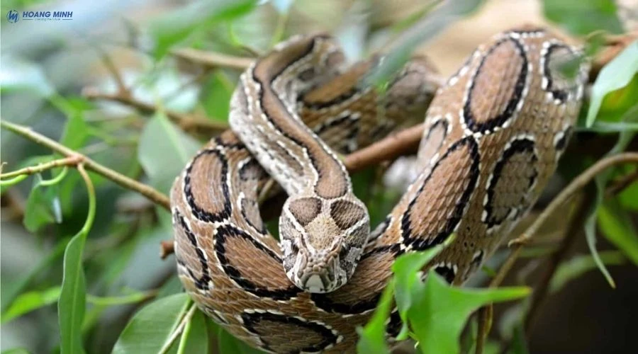 ran-nao-doc-nhat-the-gioi (6)