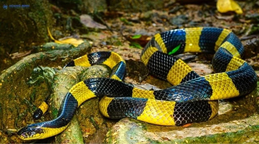 ran-nao-doc-nhat-the-gioi (7)