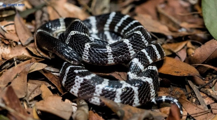 ran-nao-doc-nhat-the-gioi (8)