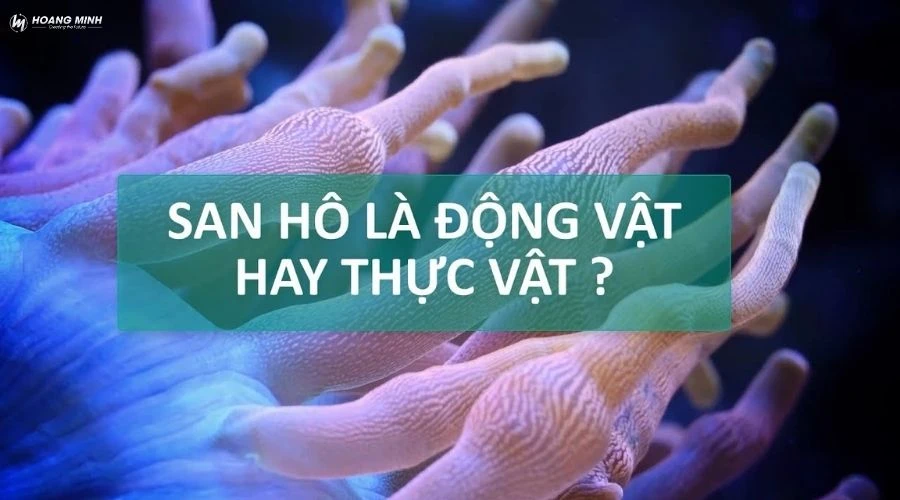 san-ho-la-dong-vat-hay-thuc-vat (4)