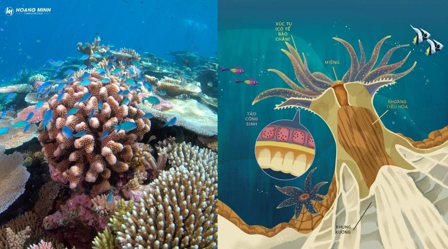 san-ho-la-dong-vat-hay-thuc-vat (5)