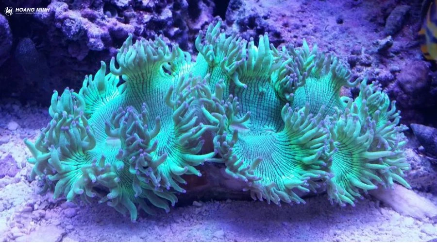 san-ho-la-dong-vat-hay-thuc-vat (6)