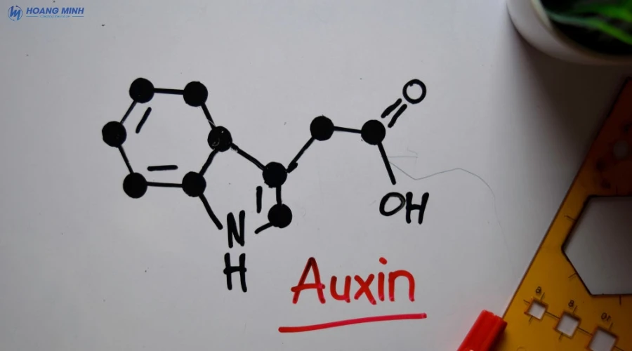 auxin-la-gi (3)