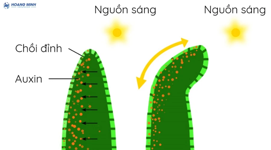 auxin-la-gi (4)