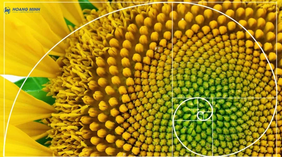 day-so-fibonacci-la-gi (2)