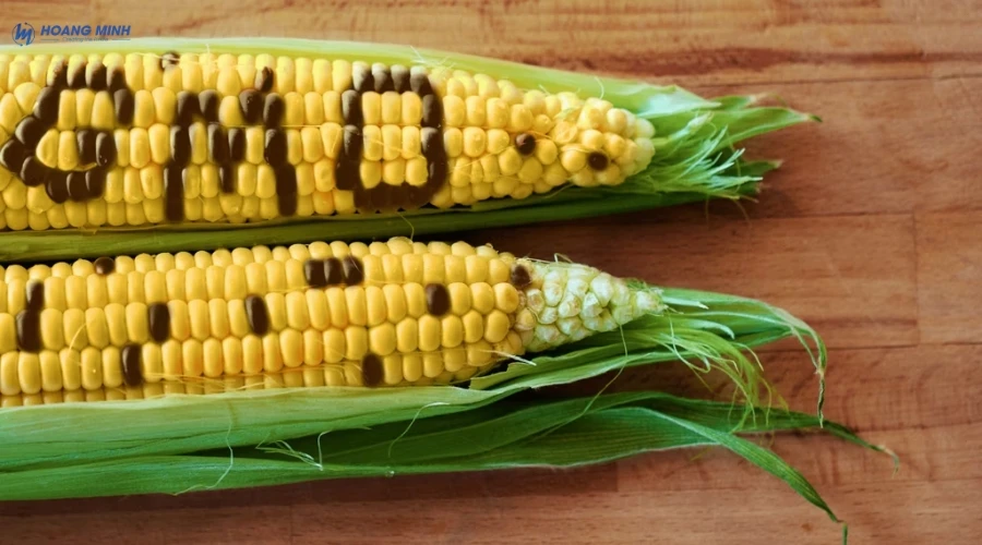 gmo-la-gi (5)